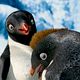 Happy Feet 2 (3D) : photo