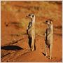 The Meerkats
