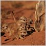 The Meerkats