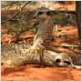 The Meerkats
