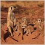 The Meerkats
