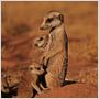 The Meerkats