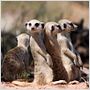 The Meerkats