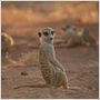 The Meerkats