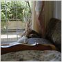 Canino