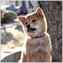 Siempre a tu lado. Hachiko