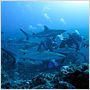OceanWorld 3D