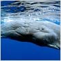 OceanWorld 3D