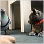 Como perros y gatos: La revancha de Kitty Galore