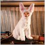 Como perros y gatos: La revancha de Kitty Galore
