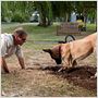 Marmaduke