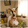 Marmaduke