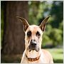 Marmaduke