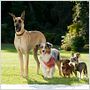 Marmaduke