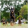 Marmaduke