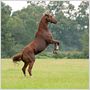 Secretariat