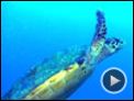 OceanWorld 3D Tráiler