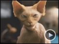 Como perros y gatos: La revancha de Kitty Galore Tráiler