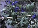 La terra habitada Teaser (2)