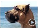 Marmaduke Tráiler