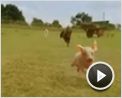 Rudy. El cerdito de carreras Tráiler