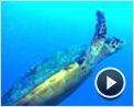 OceanWorld 3D Tráiler