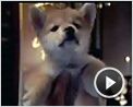 Siempre a tu lado. Hachiko Tráiler