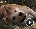 Siempre a tu lado. Hachiko Clip (4)