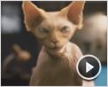 Como perros y gatos: La revancha de Kitty Galore Tráiler