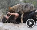 Entre lobos Clip (4)