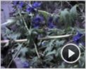 La terra habitada Teaser (2)