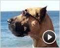 Marmaduke Tráiler