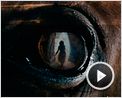 War Horse (Caballo de batalla) Tráiler