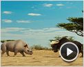 Animals United en 3D Teaser