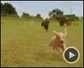 Foto : Rudy. El cerdito de carreras Tráiler 