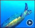 Foto : OceanWorld 3D Tráiler