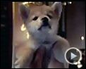 Foto : Siempre a tu lado. Hachiko Tráiler