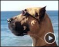 Foto : Marmaduke Tráiler