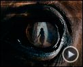 Foto : War Horse (Caballo de batalla) Tráiler