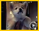 Foto : Siempre a tu lado. Hachiko Tráiler