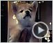 Siempre a tu lado. Hachiko Tráiler