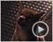 Siempre a tu lado. Hachiko Clip (2)
