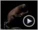 Luna caliente Clip (2)