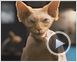 Como perros y gatos: La revancha de Kitty Galore Tráiler