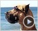 Marmaduke Tráiler
