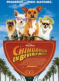 Foto: Un chihuahua en Beverly Hills