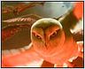 Tráiler de 'Legend of the Guardians', lo nuevo de Zack Snyder