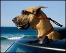 %27Marmaduke%27+lidera+la+taquilla