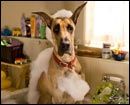 %27Marmaduke%27+repite+como+l%c3%adder