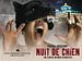 Nuit de chien